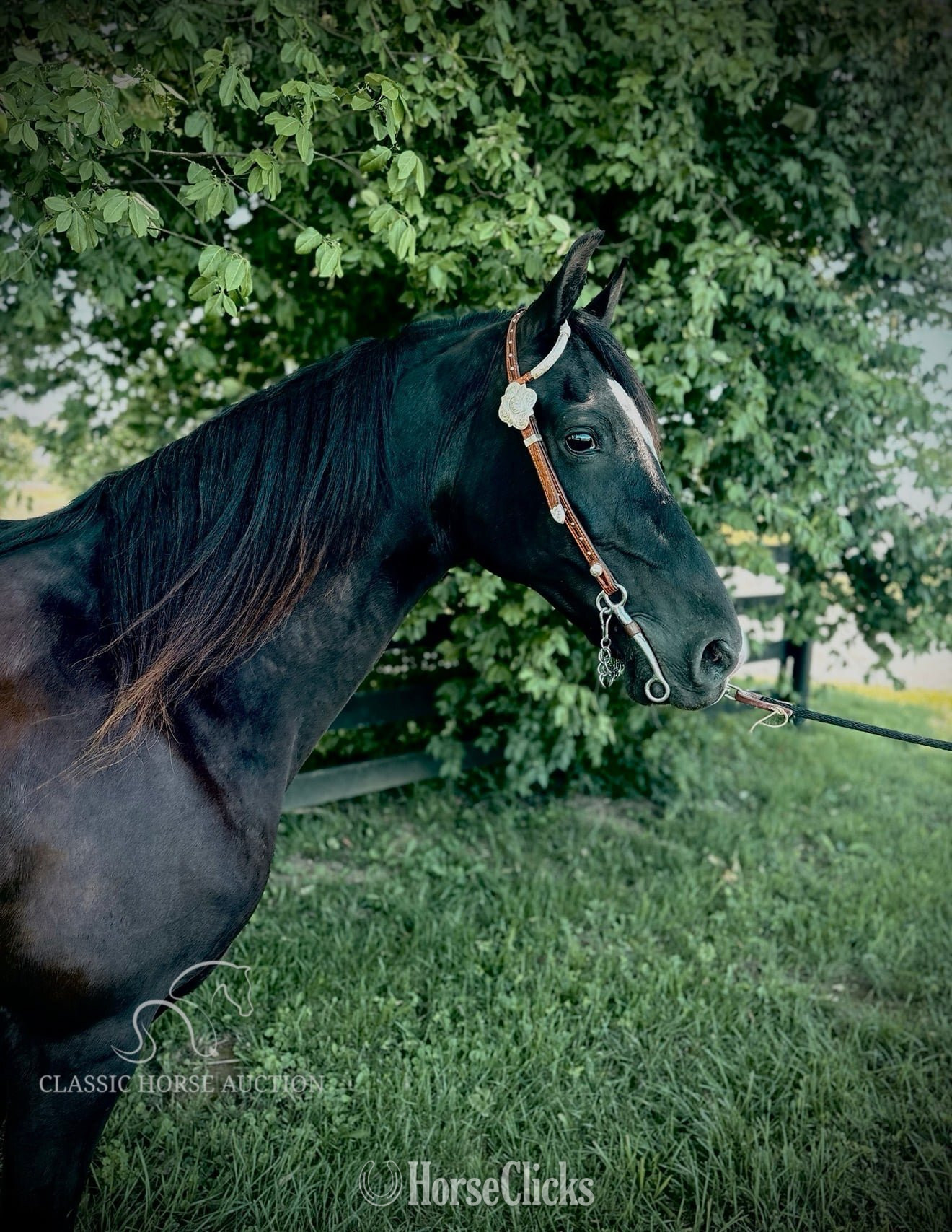 "OREO" Black Mare Tennessee Walker - Tennessee Walker