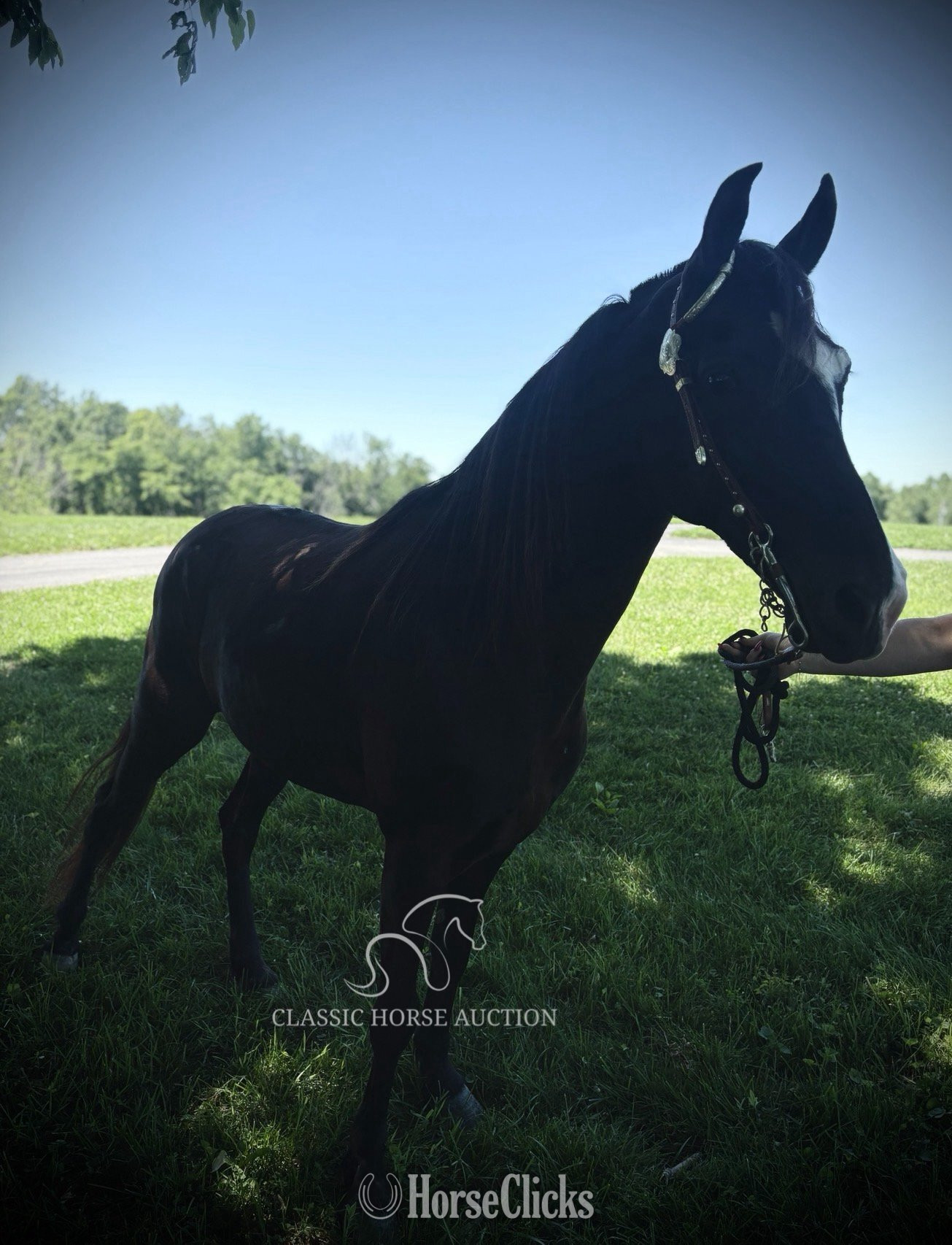 "OREO" Black Mare Tennessee Walker Kentucky