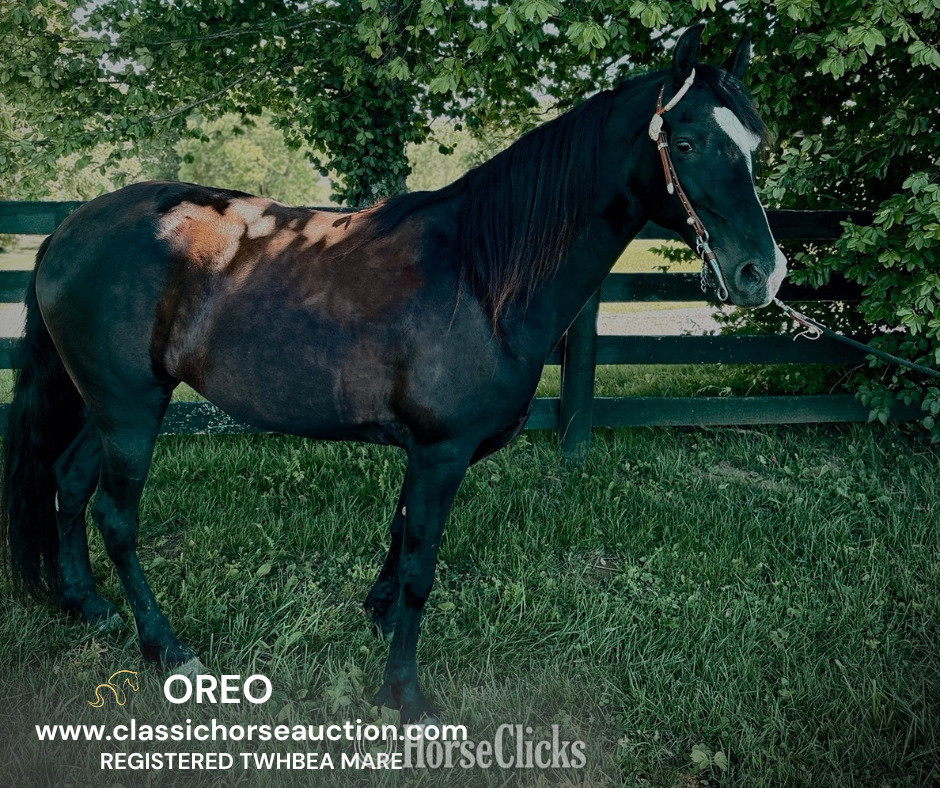 "OREO" Black Mare Tennessee Walker in Kentucky