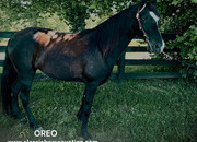 "OREO" Black Mare Tennessee Walker