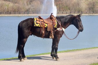 "Sam" Gelding Percheron