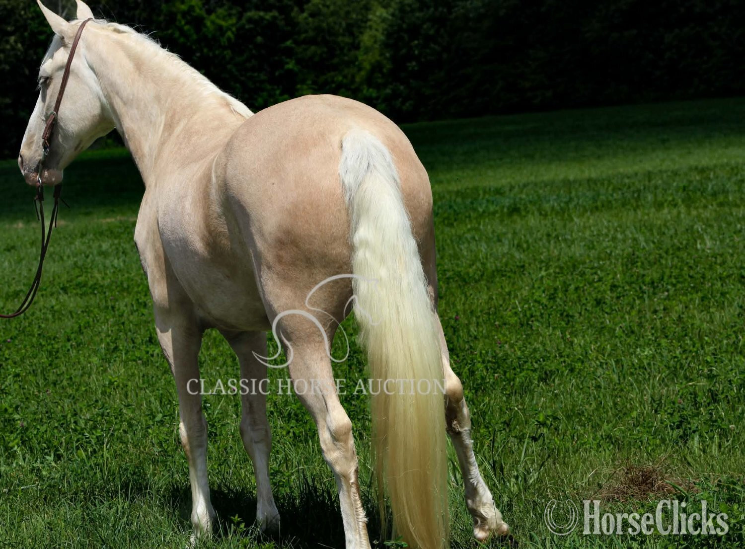 "FINN" Palomino Gelding Tennessee Walker