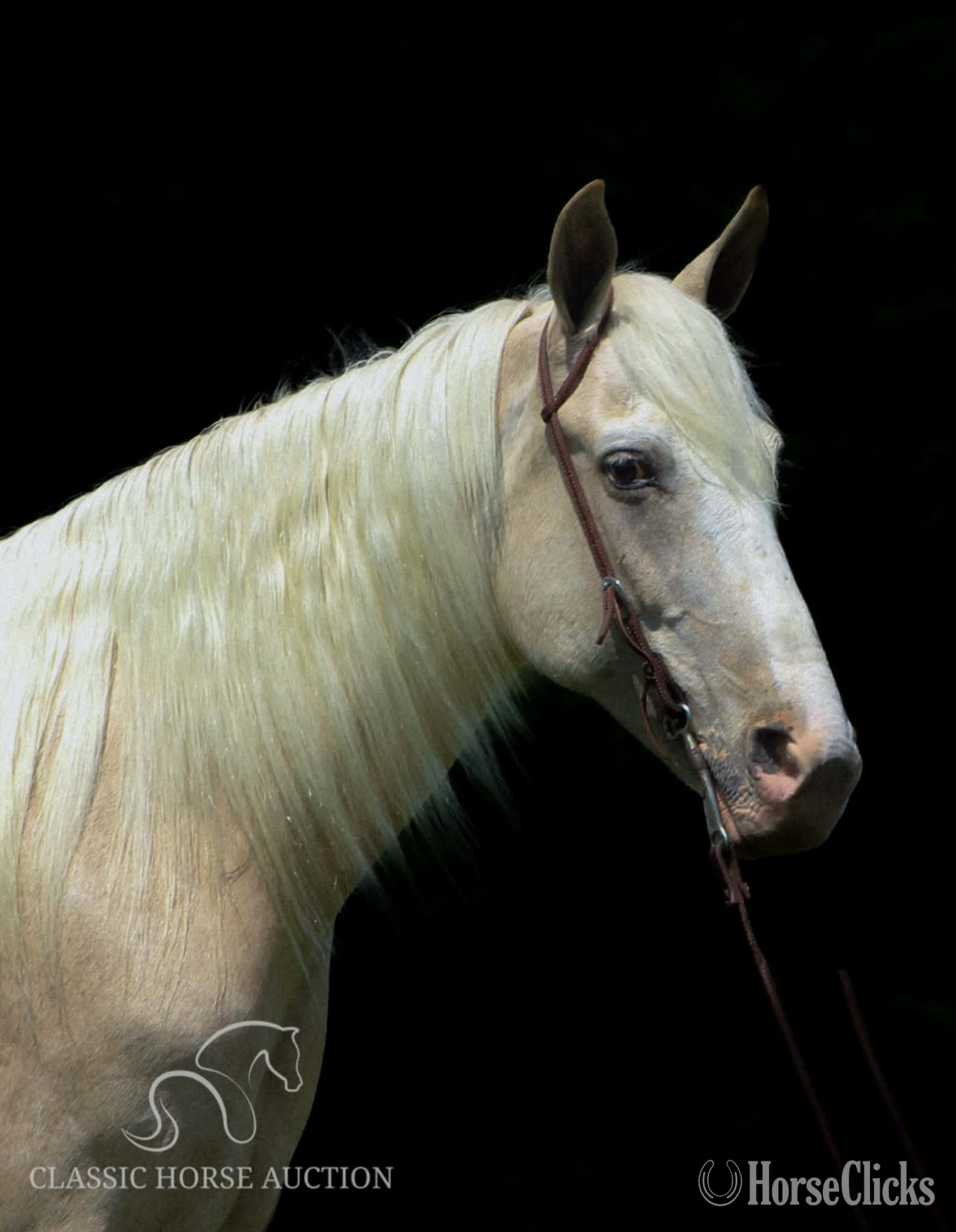 "FINN" Palomino Gelding Tennessee Walker - Tennessee Walker in Kentucky