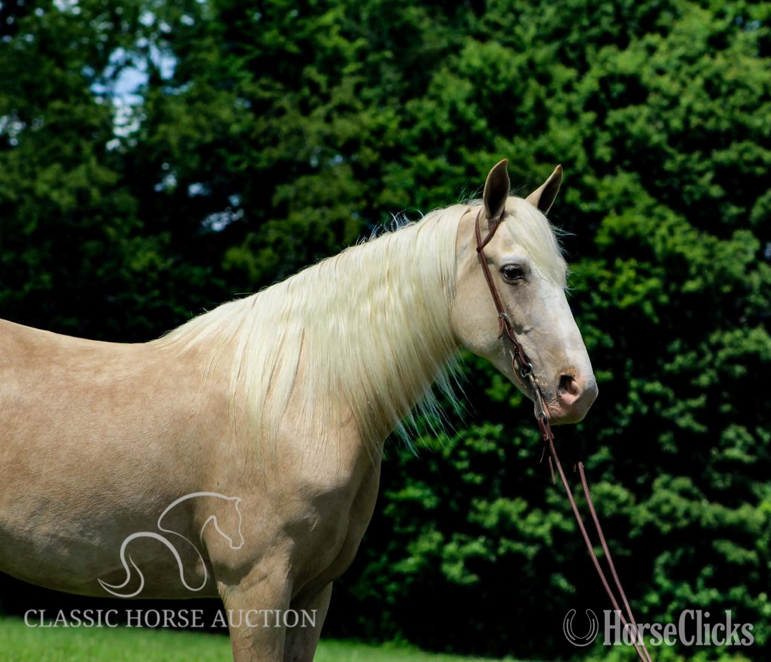 "FINN" Palomino Gelding Tennessee Walker - Tennessee Walker