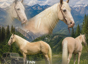 "FINN" Palomino Gelding Tennessee Walker
