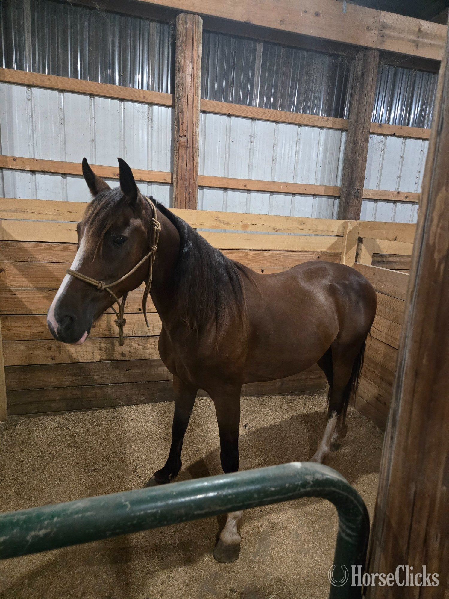 "Echo" Chocolate Gelding Missouri Fox Trotter in Pennsylvania