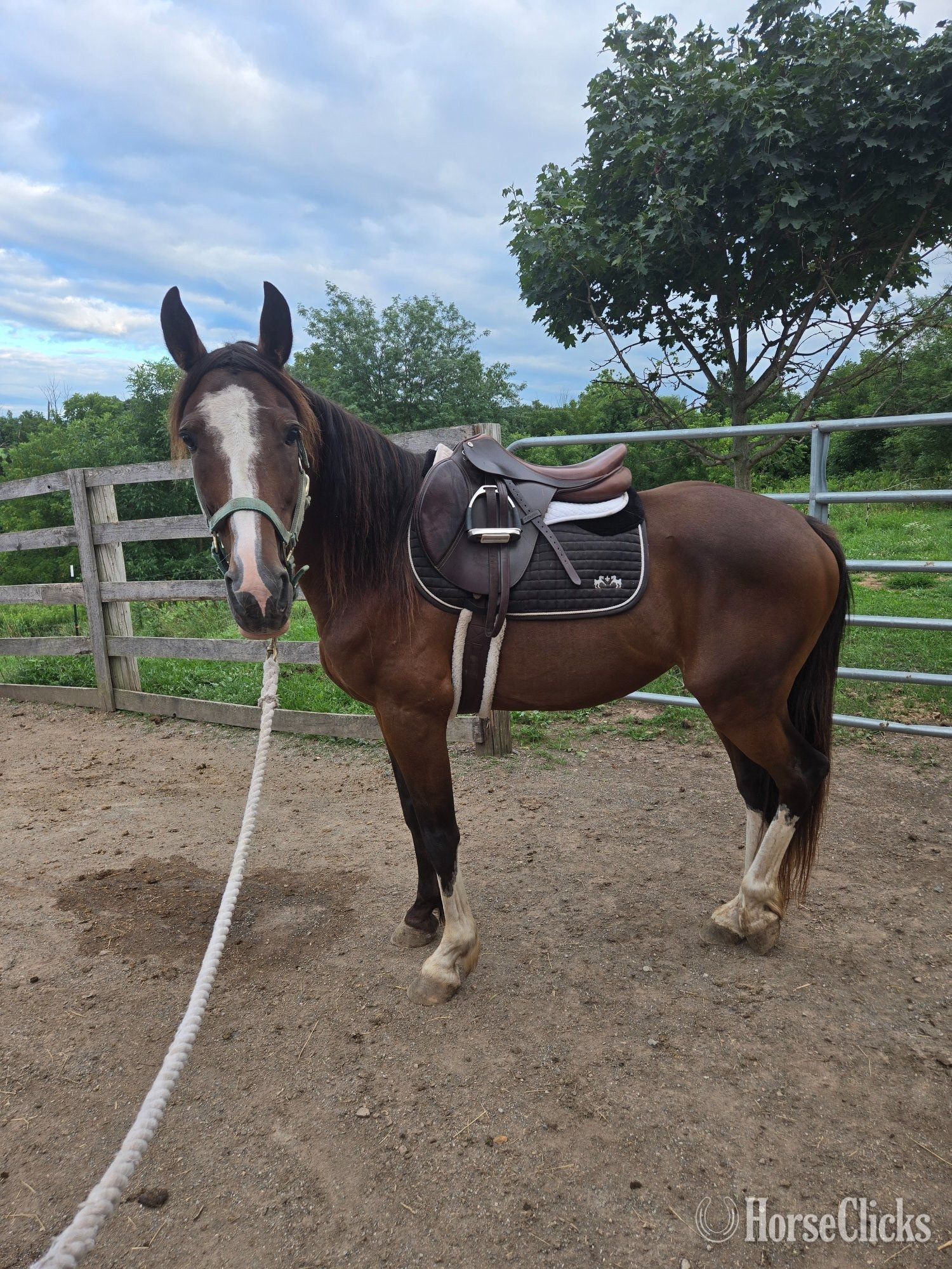 "Echo" Chocolate Gelding Missouri Fox Trotter