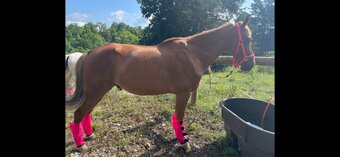 "Behins the lines" Sorrel Gelding Tennessee Walker