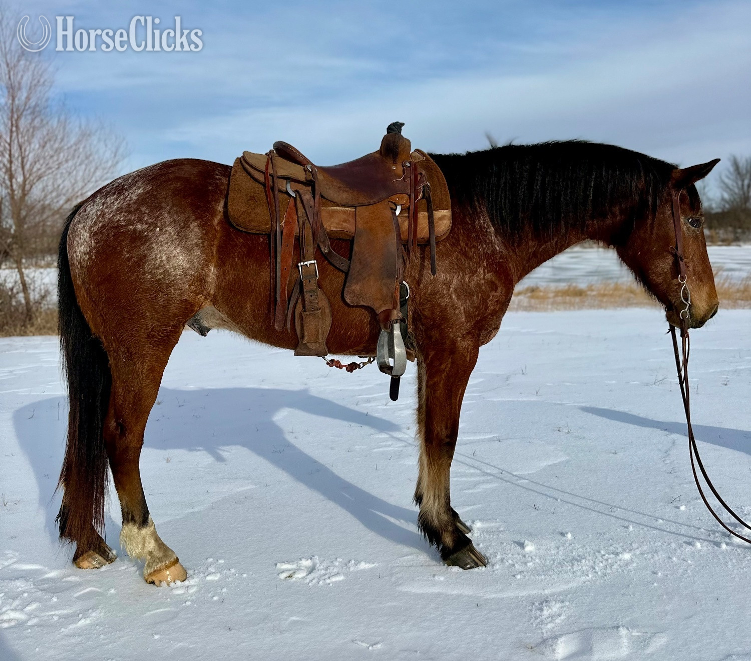 "Rascal "  Gelding Appaloosa in Texas