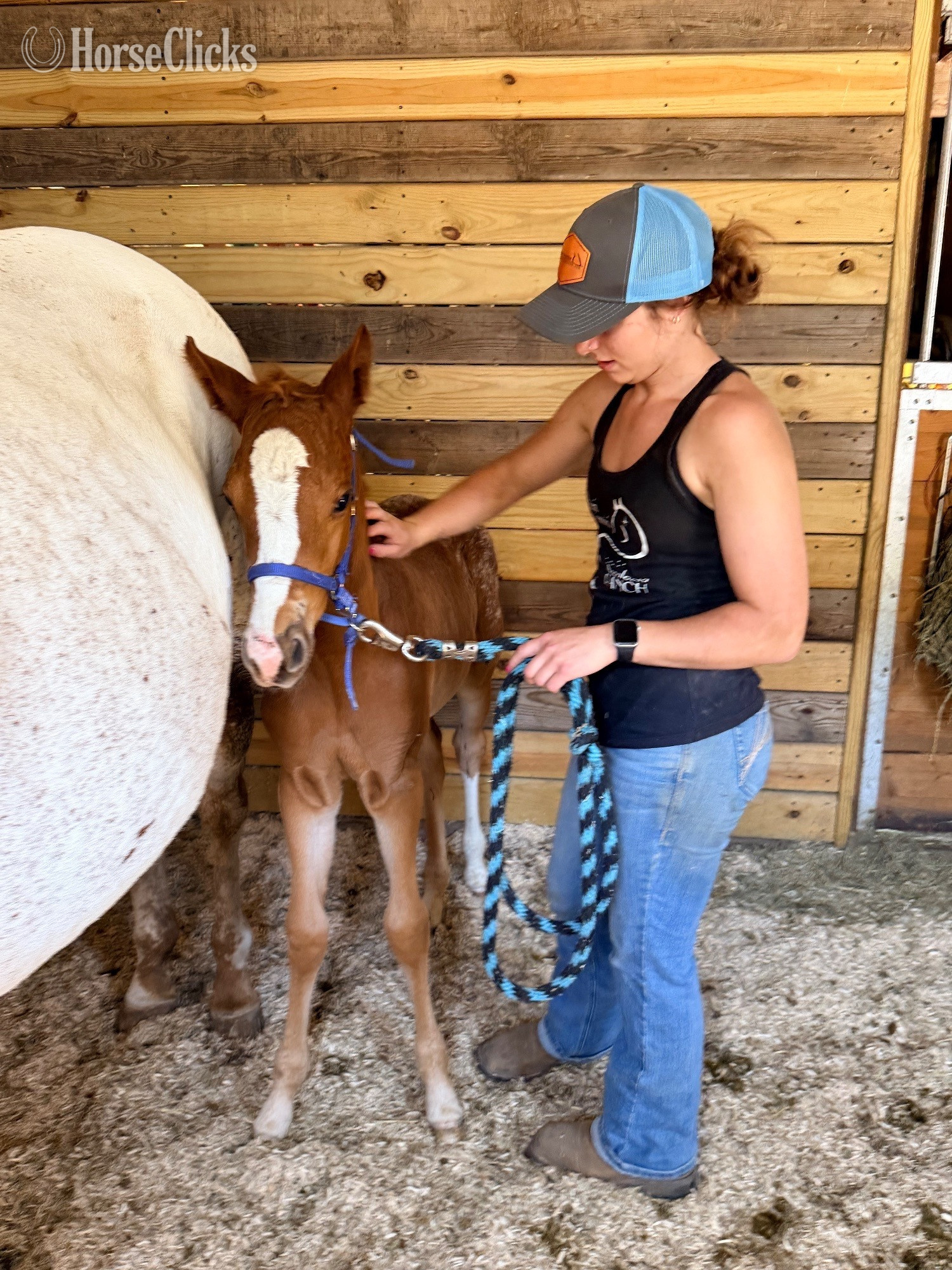 Appaloosa - "Ddar I Hada Vision" Chestnut Filly Appaloosa in Wisconsin