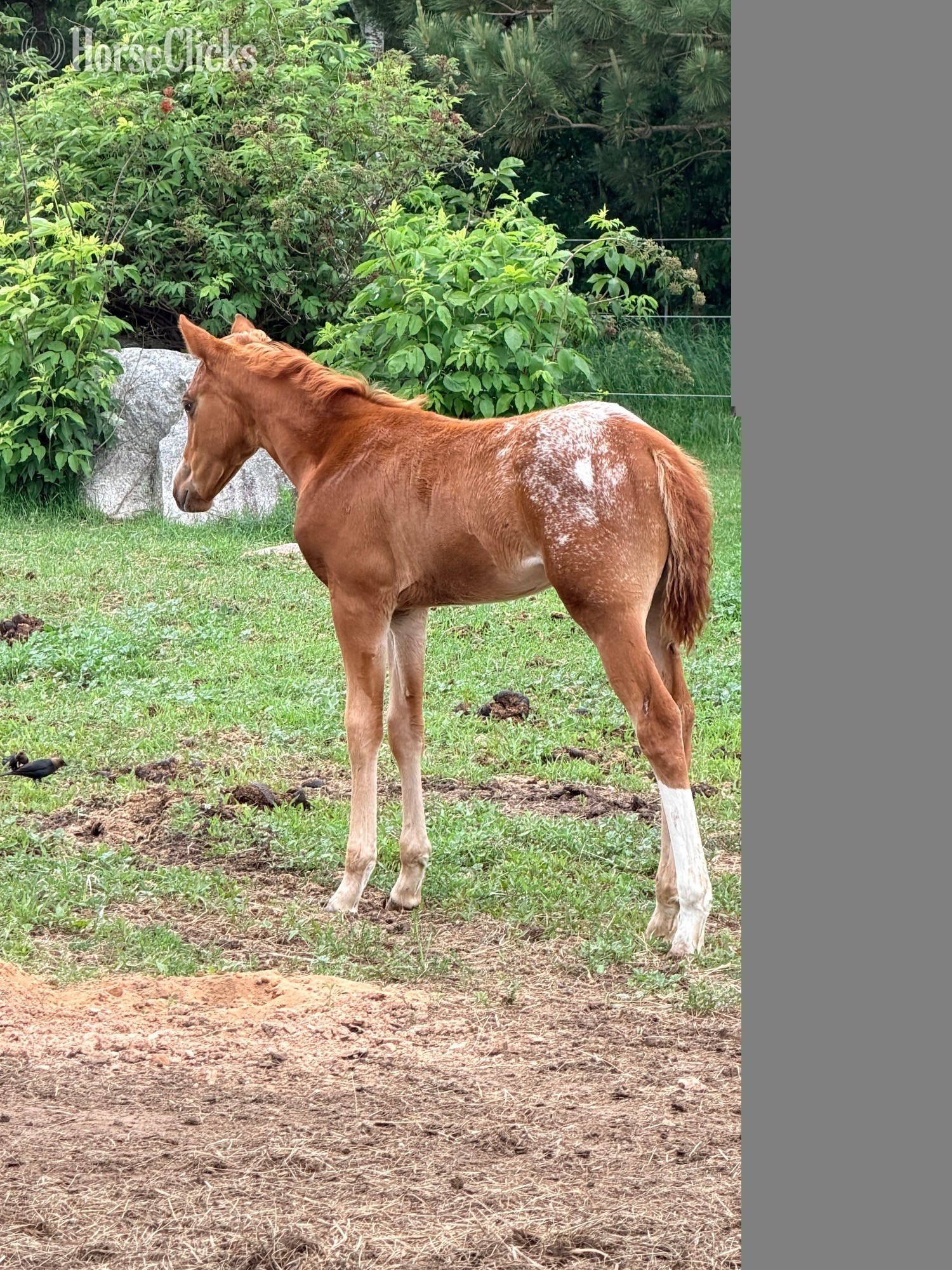 Appaloosa - "Ddar I Hada Vision" Chestnut Filly Appaloosa