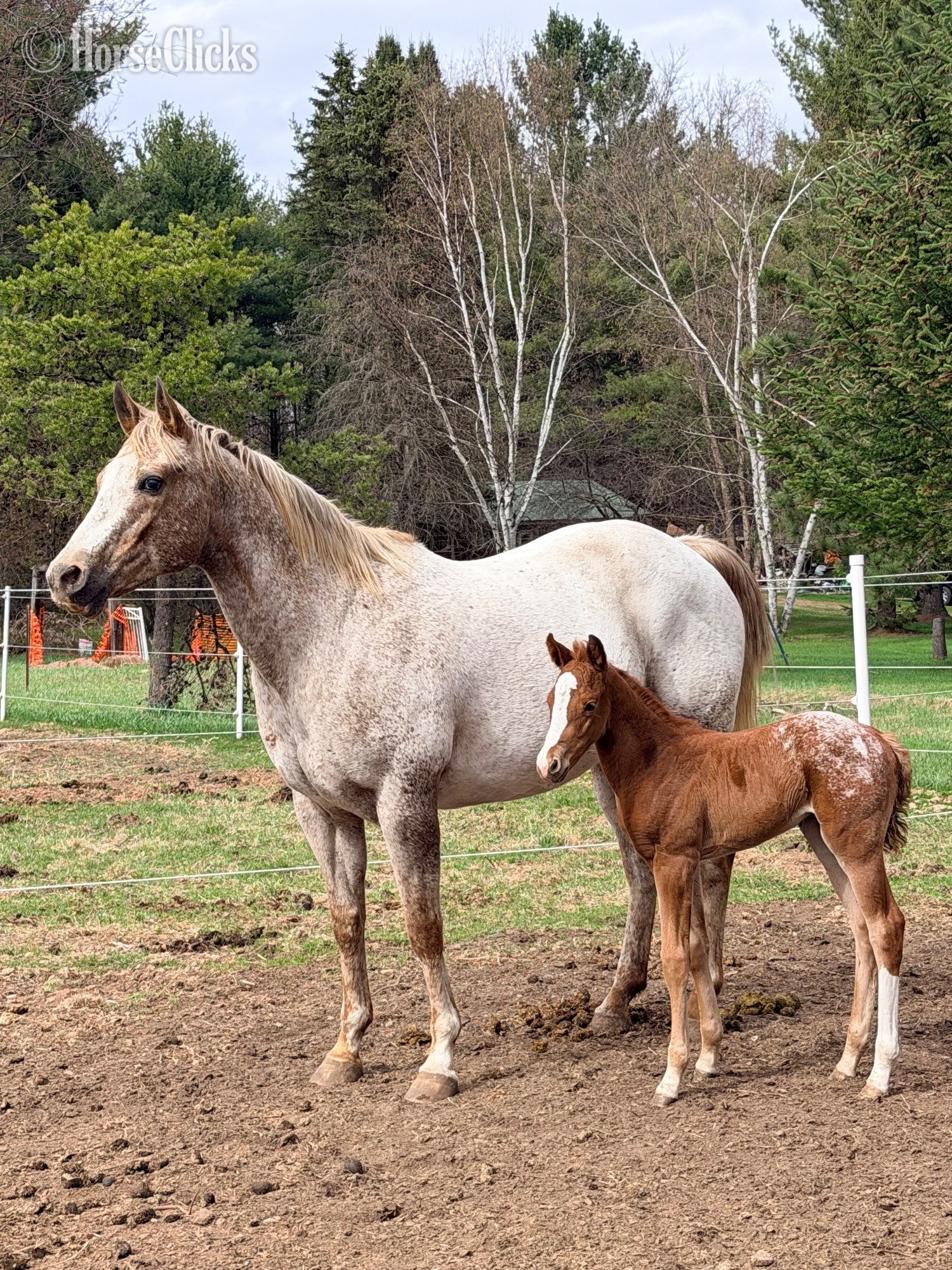 "Ddar I Hada Vision" Chestnut Filly Appaloosa in Wisconsin
