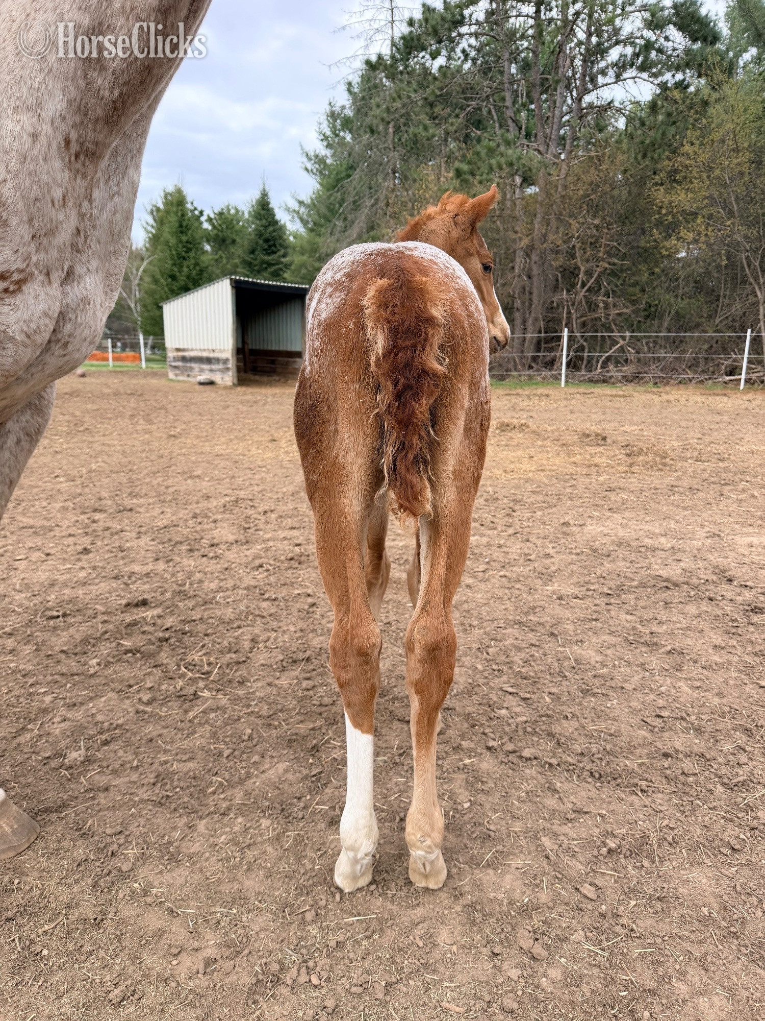 "Ddar I Hada Vision" Chestnut Filly Appaloosa