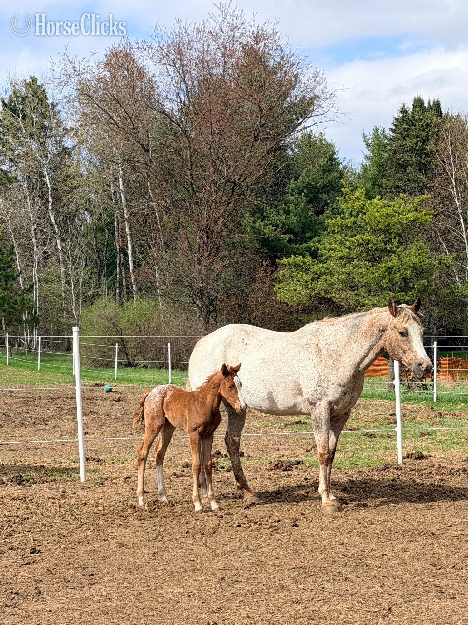 Wisconsin "Ddar I Hada Vision" Chestnut Filly Appaloosa