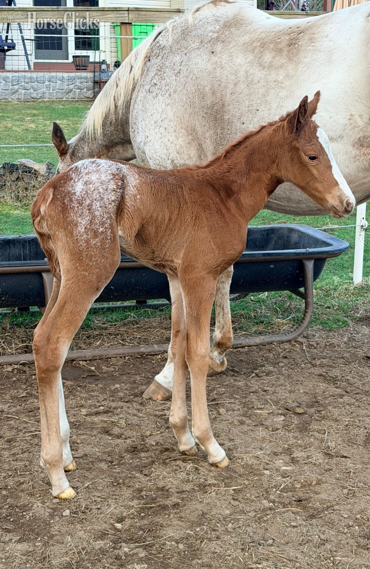 "Ddar I Hada Vision" Chestnut Filly Appaloosa - Appaloosa in Wisconsin
