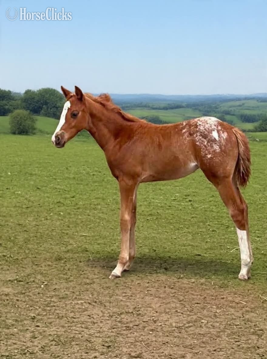 "Ddar I Hada Vision" Chestnut Filly Appaloosa in Wisconsin