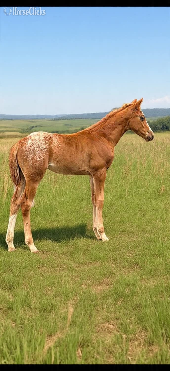 "Ddar I Hada Vision" Chestnut Filly Appaloosa