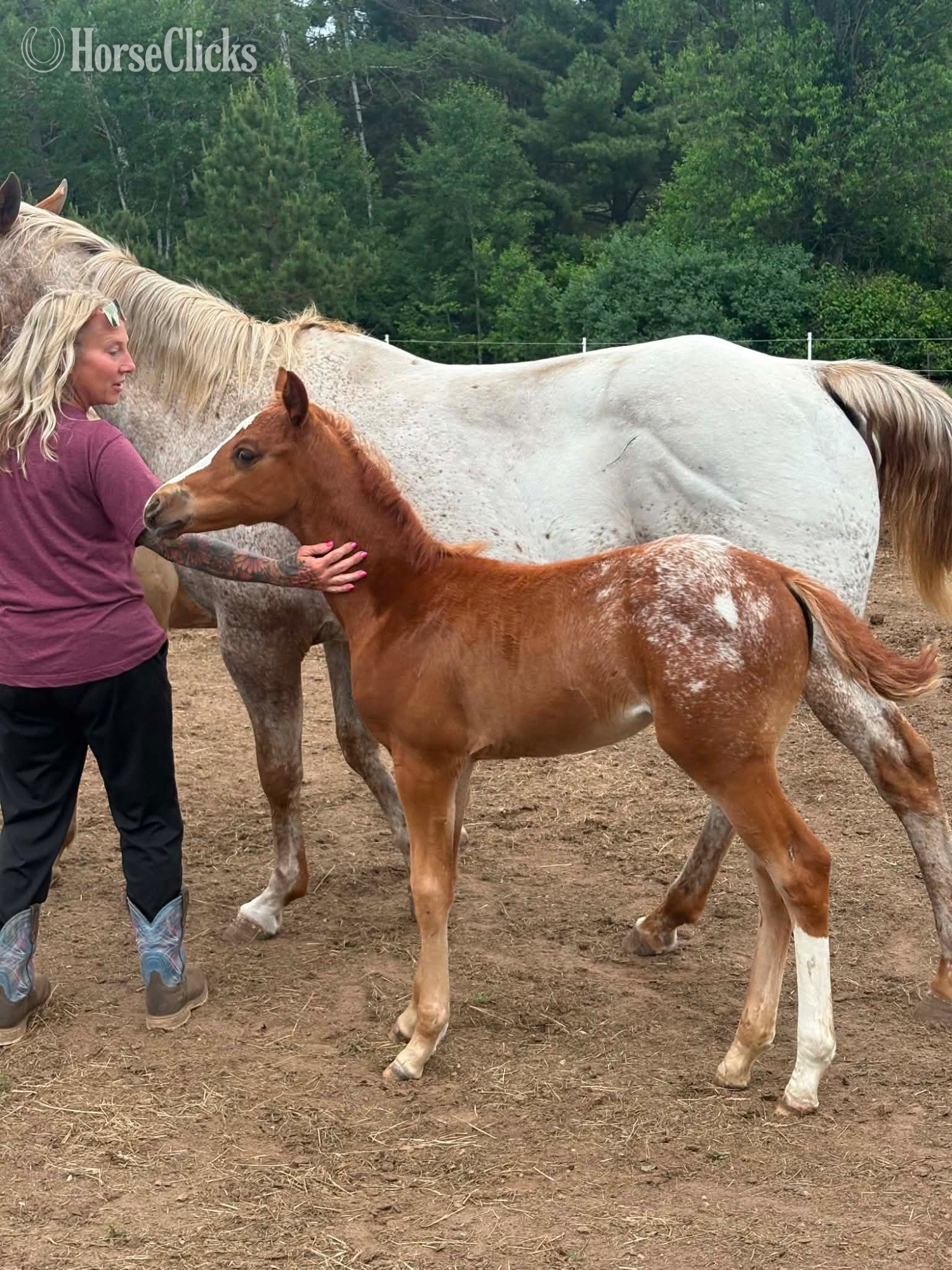 "Ddar I Hada Vision" Chestnut Filly Appaloosa - Appaloosa