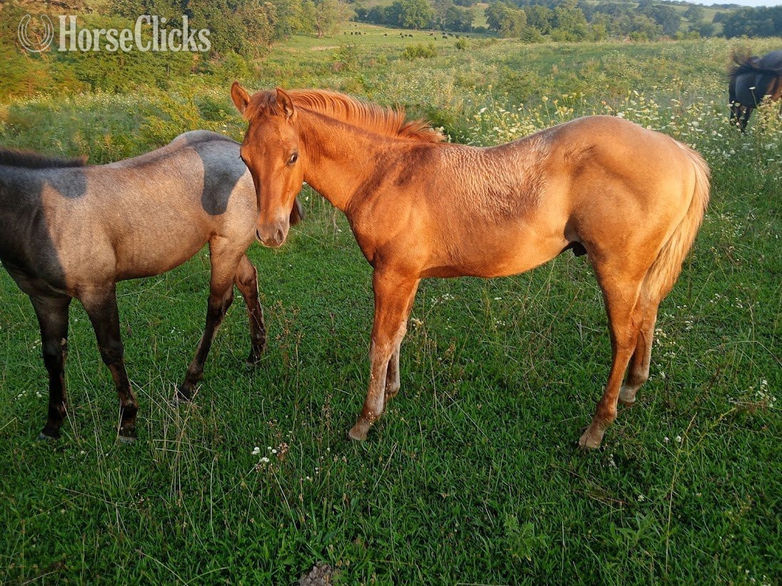 "LD Wyo Red Skipper" Red Dun Stallion Quarter Horse in Missouri