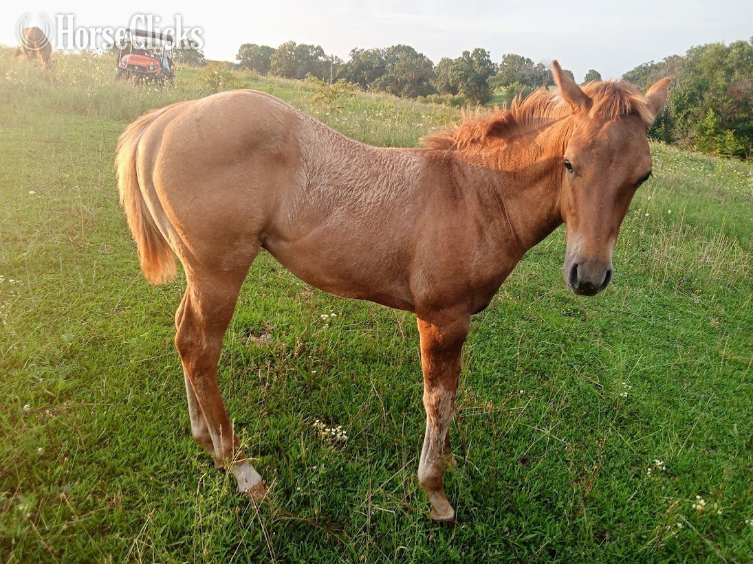 Missouri "LD Wyo Red Skipper" Red Dun Stallion Quarter Horse