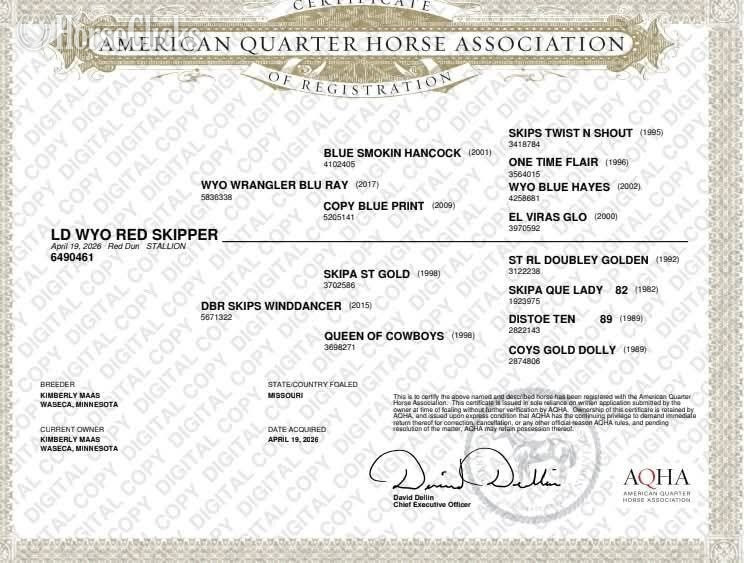 "LD Wyo Red Skipper" Red Dun Stallion Quarter Horse