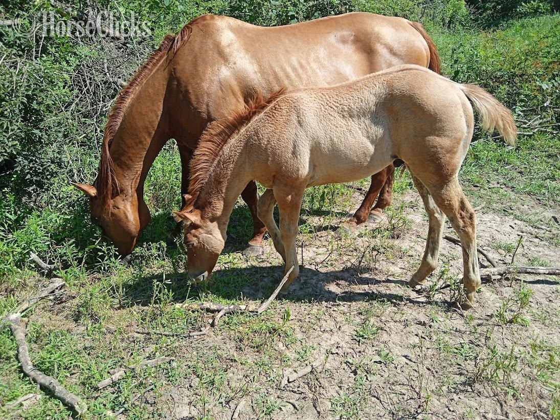 "LD Wyo Red Skipper" Red Dun Stallion Quarter Horse - Quarter Horse in Missouri