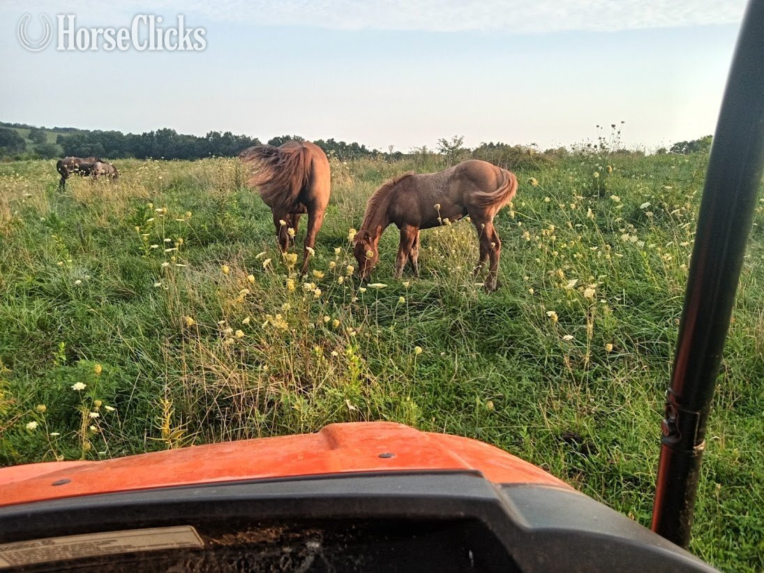 "LD Wyo Red Skipper" Red Dun Stallion Quarter Horse Missouri