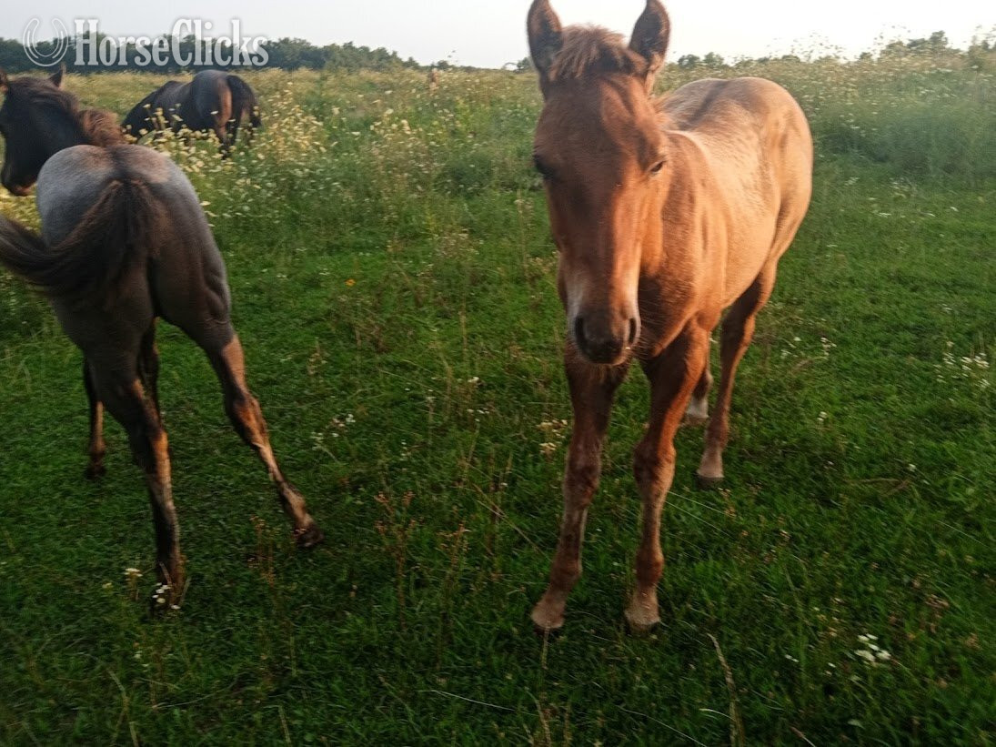 Quarter Horse - "LD Wyo Red Skipper" Red Dun Stallion Quarter Horse in Missouri