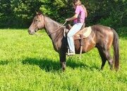 "Bronson " Bay Roan Gelding Quarter Horse
