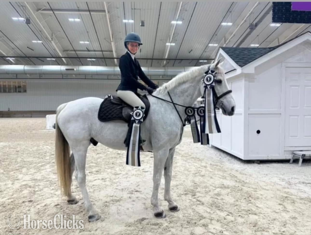"My Casall " Grey Gelding Holsteiner in Florida