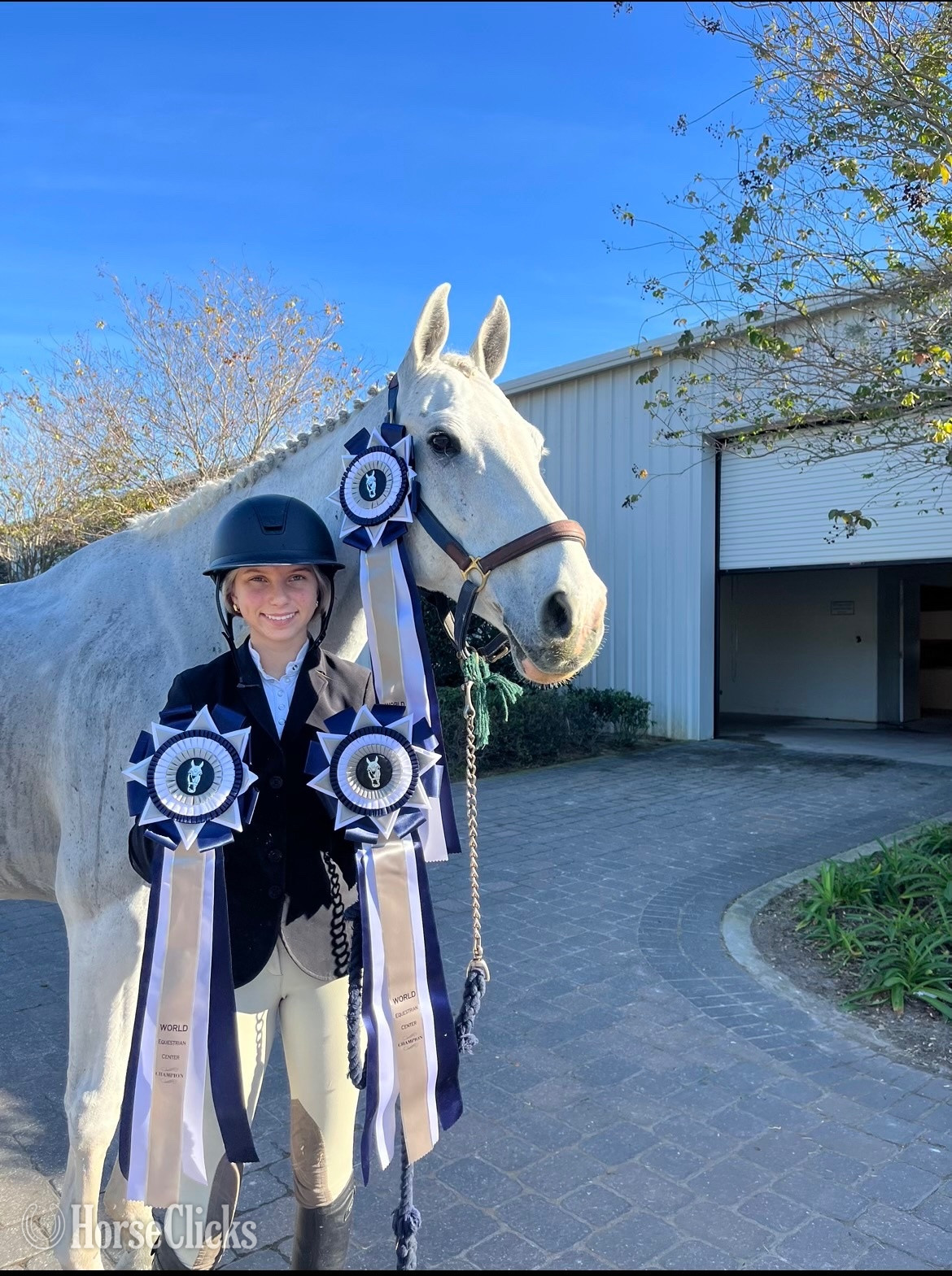 "My Casall " Grey Gelding Holsteiner