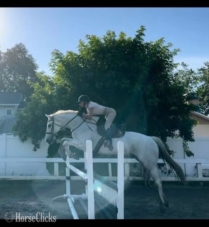 Florida "My Casall " Grey Gelding Holsteiner