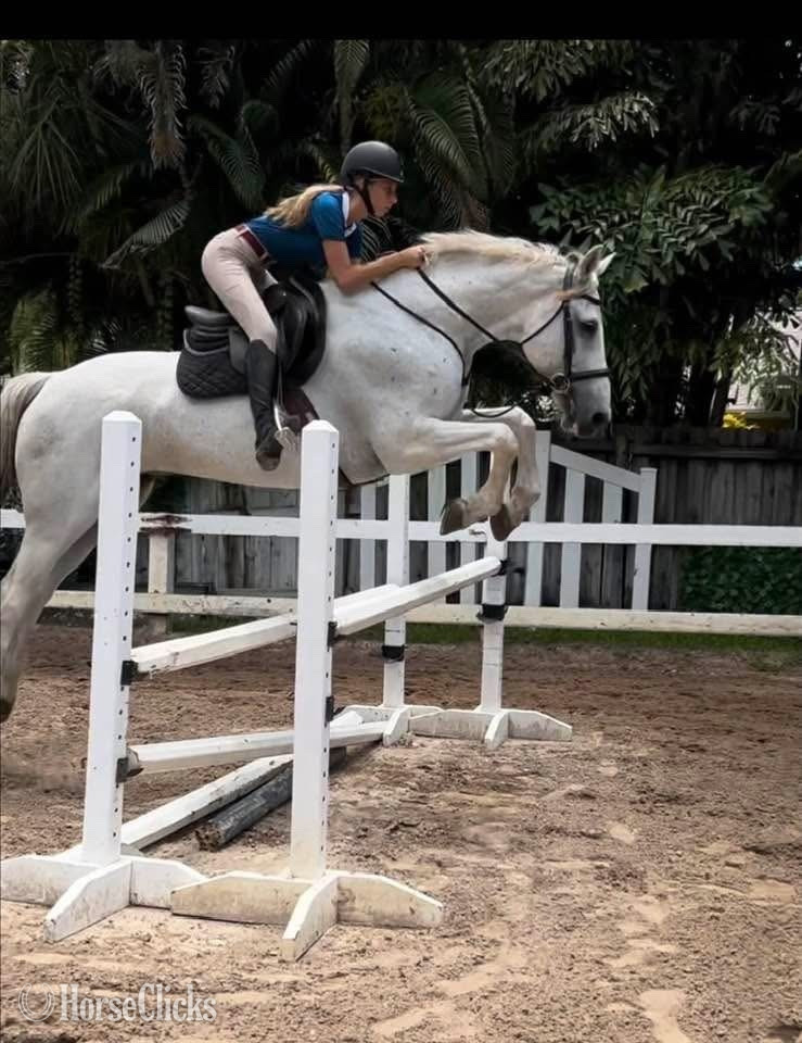 "My Casall " Grey Gelding Holsteiner - Holsteiner in Florida