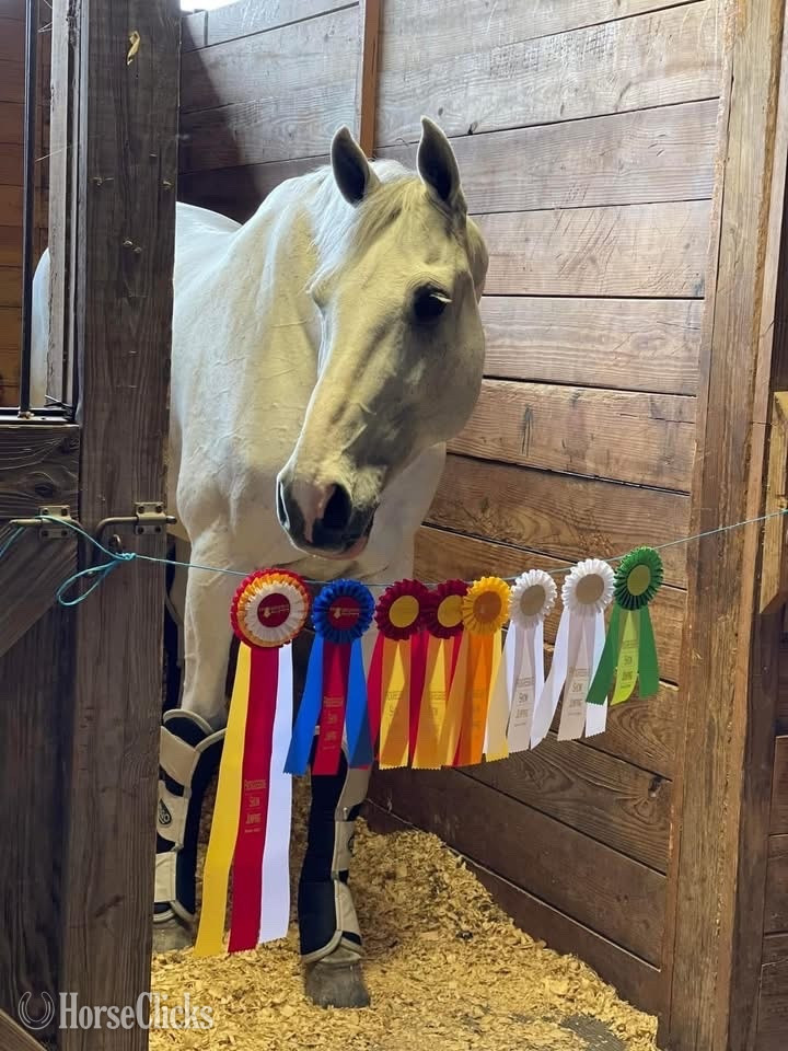 "My Casall " Grey Gelding Holsteiner - Holsteiner