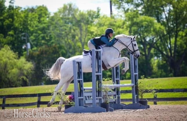 Holsteiner - "My Casall " Grey Gelding Holsteiner