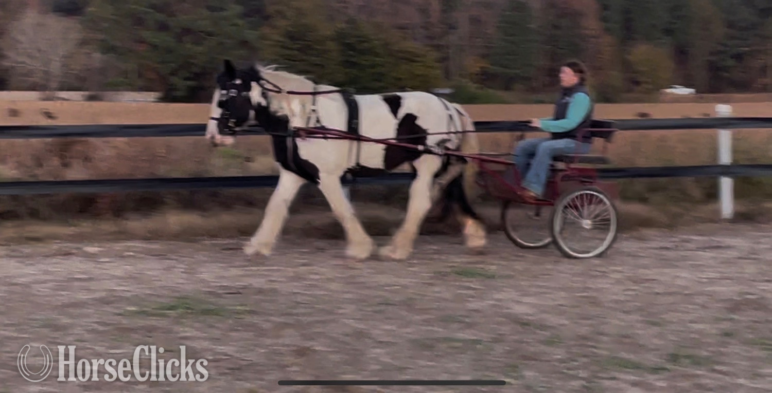 "Ms Jackie O" Piebald Mare Gypsy Vanner
