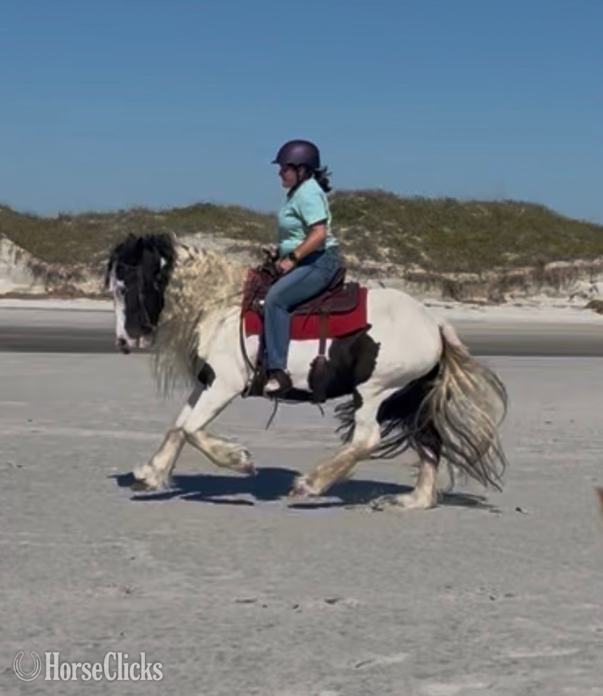 North Carolina "Ms Jackie O" Piebald Mare Gypsy Vanner