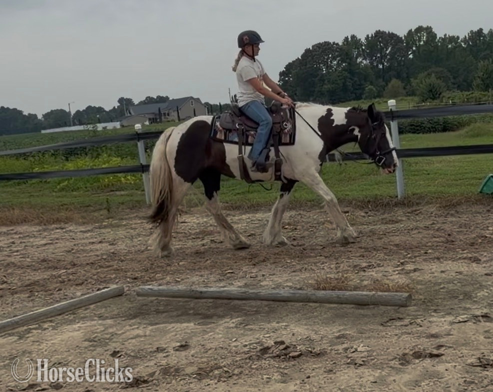 "Ms Jackie O" Piebald Mare Gypsy Vanner - Gypsy Vanner in North Carolina