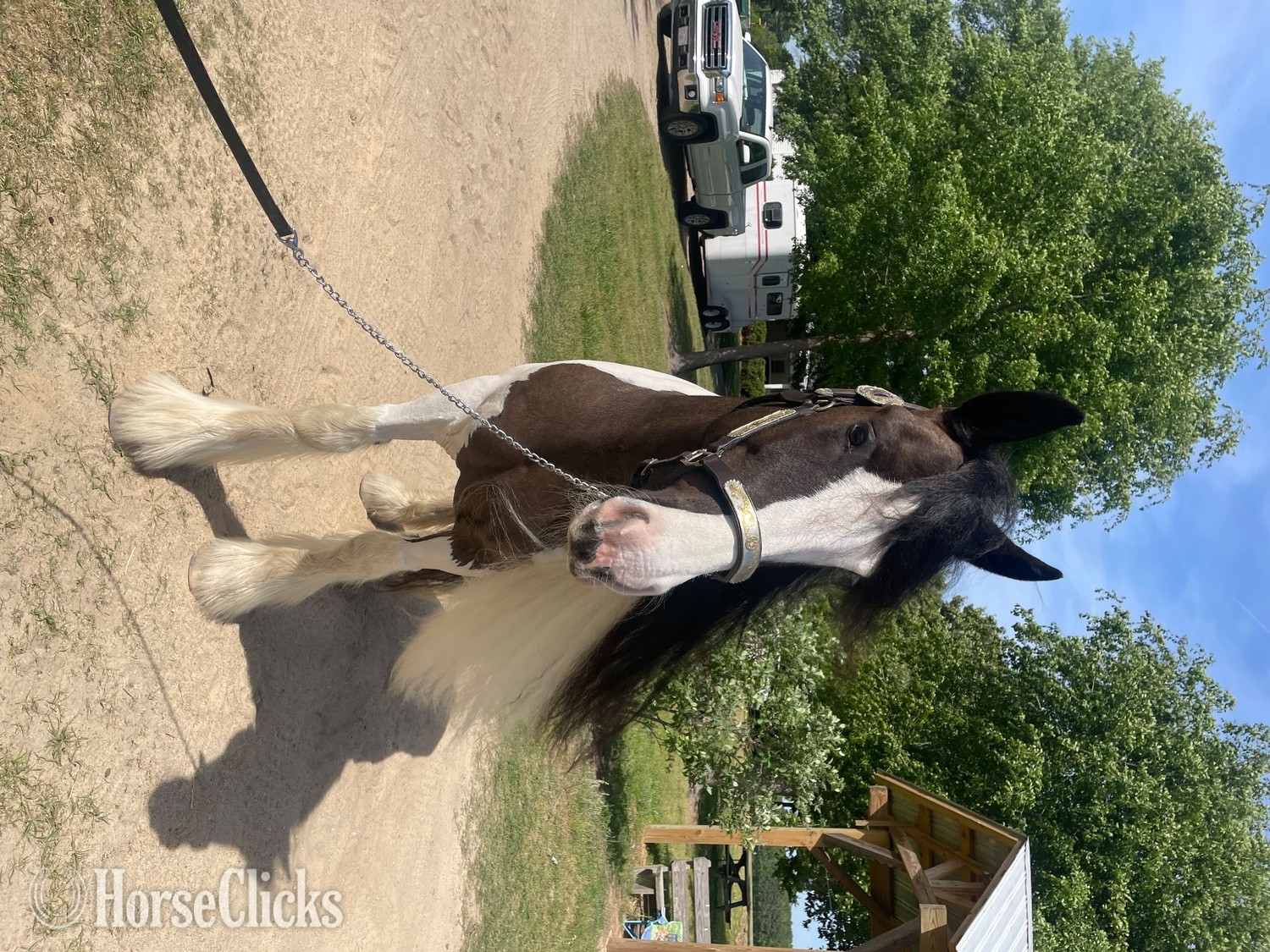 "Ms Jackie O" Piebald Mare Gypsy Vanner - Gypsy Vanner
