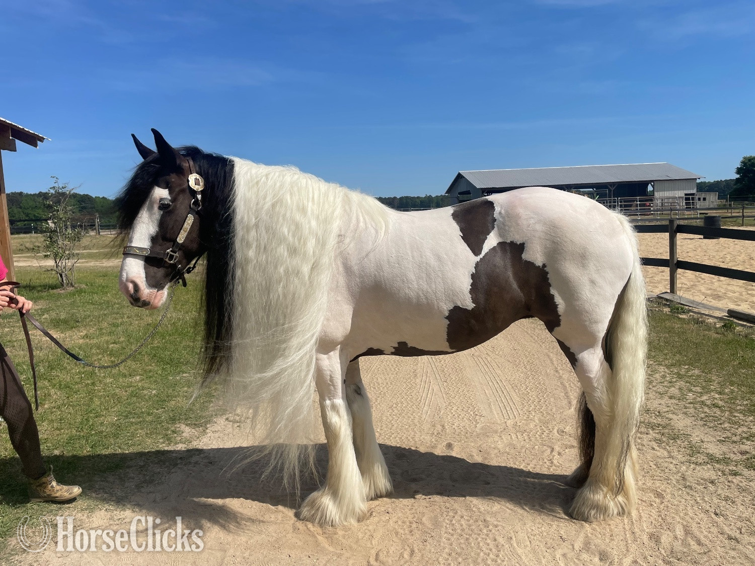 "Ms Jackie O" Piebald Mare Gypsy Vanner North Carolina