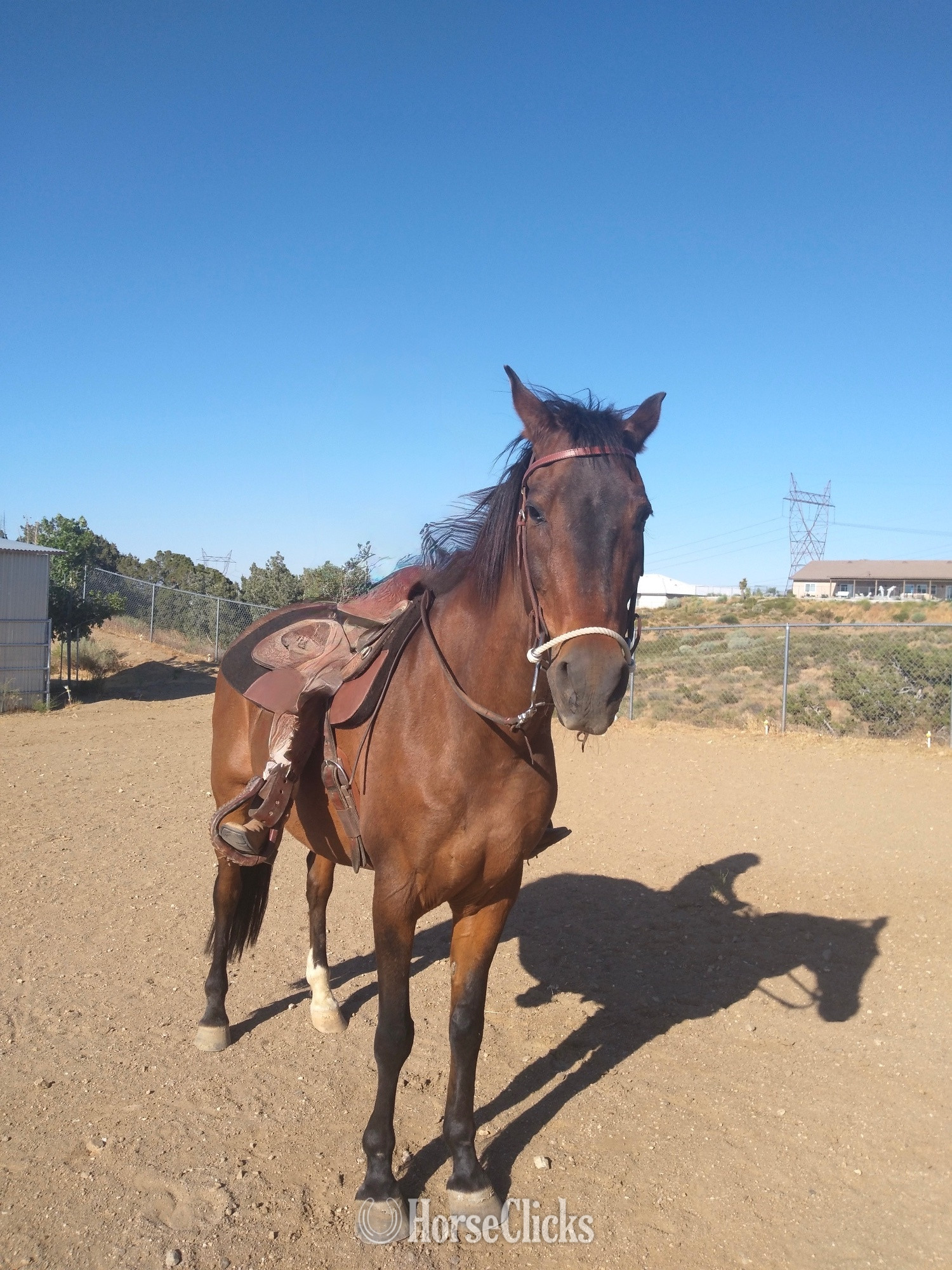 "Hercules " Bay Gelding Warmblood in California