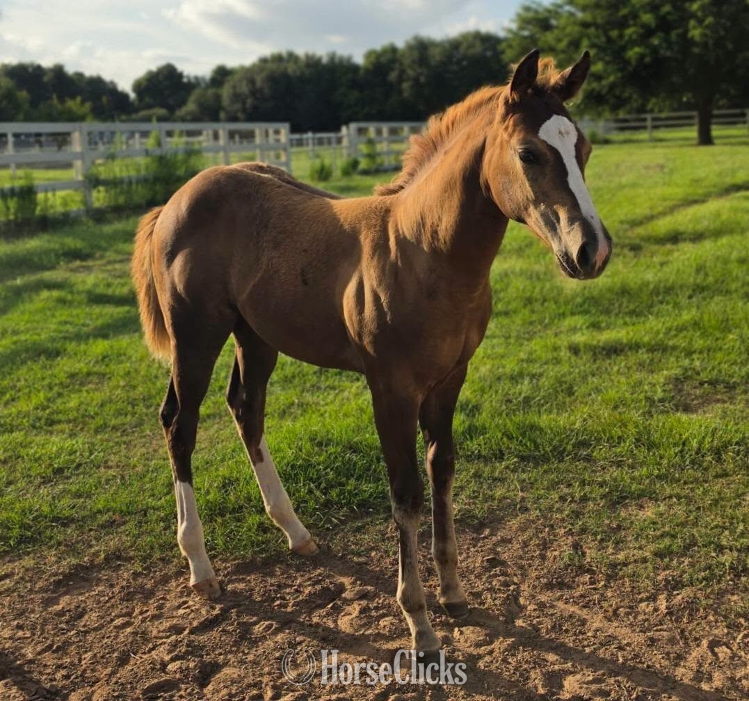 "Shez Got Your Number" Chestnut Filly Quarter Horse in Texas