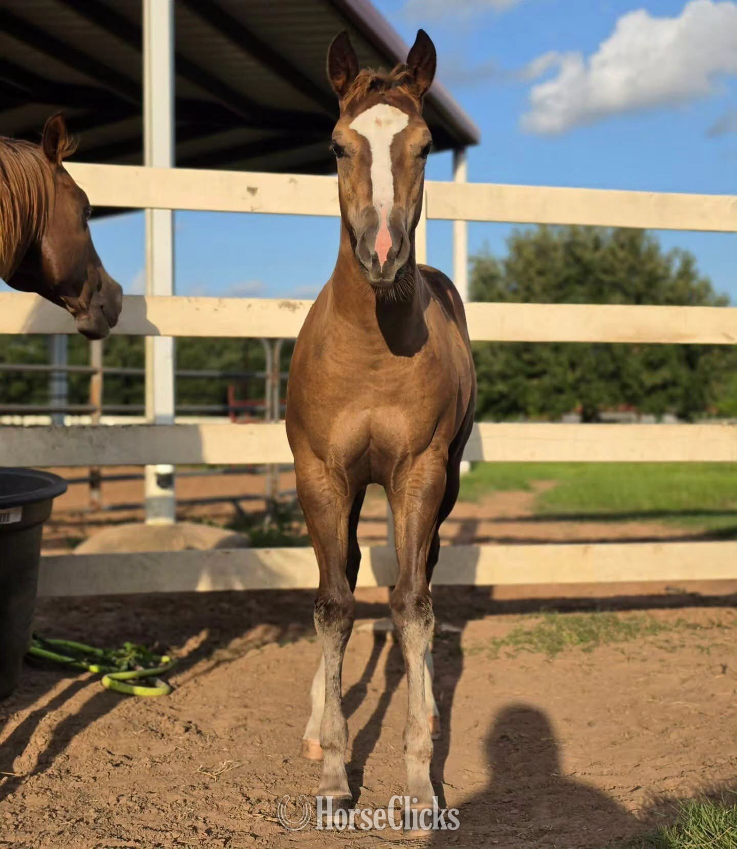 "Shez Got Your Number" Chestnut Filly Quarter Horse