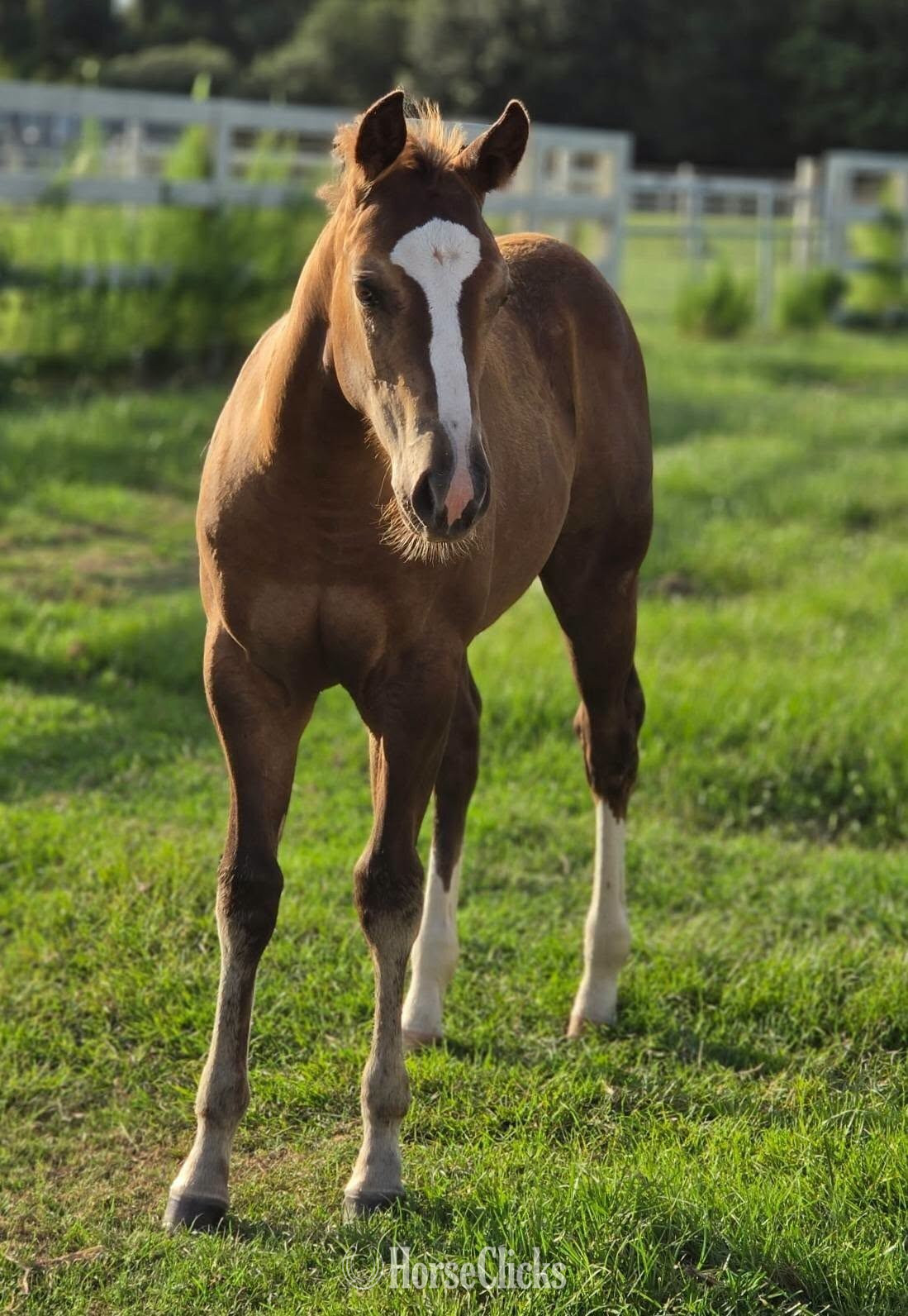 Texas "Shez Got Your Number" Chestnut Filly Quarter Horse