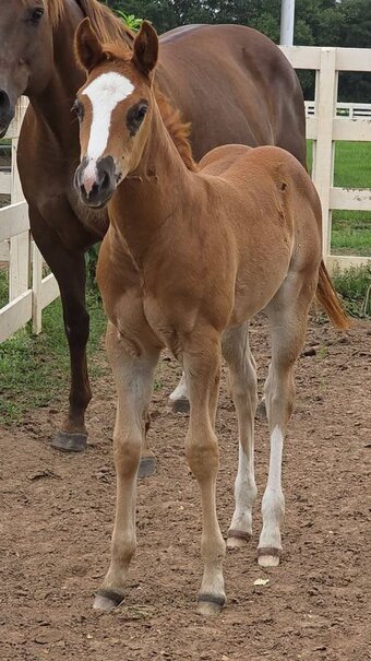 "Shez Got Your Number" Chestnut Filly Quarter Horse