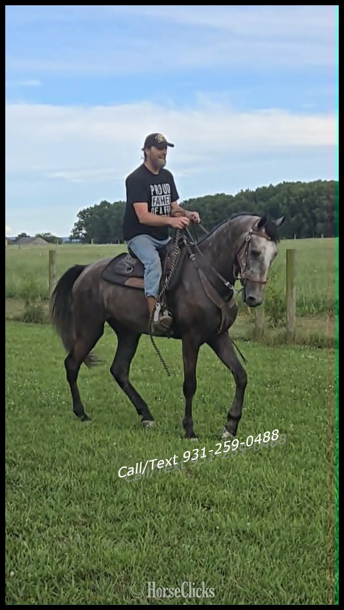 "Southern Honor" Grey Gelding Tennessee Walker in Tennessee