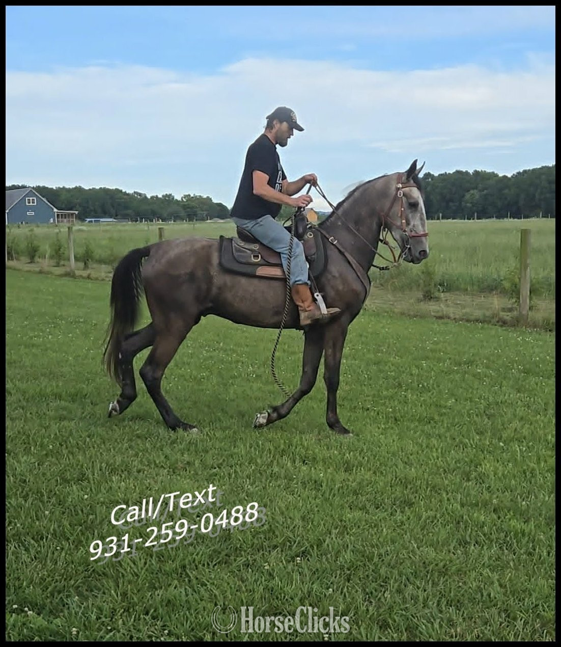 Tennessee "Southern Honor" Grey Gelding Tennessee Walker