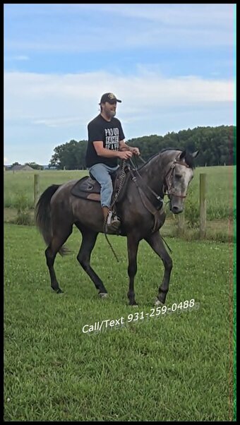 "Southern Honor" Grey Gelding Tennessee Walker