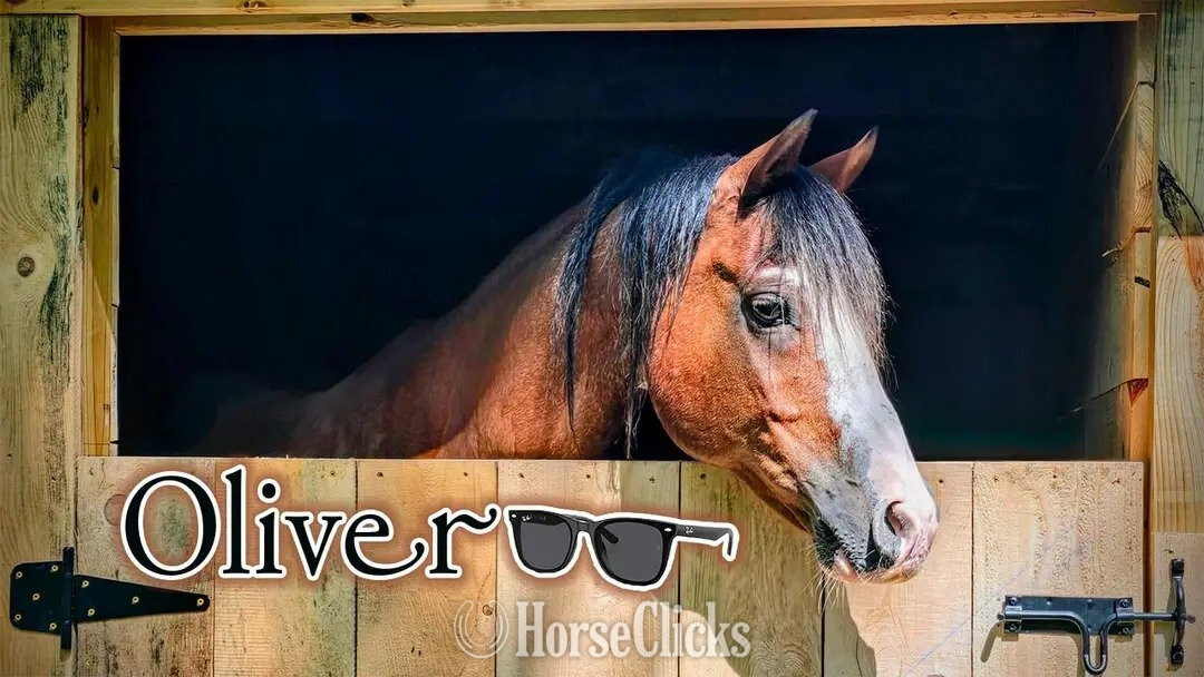 "Oliver" Bay Roan Gelding Arabian Cross in New York