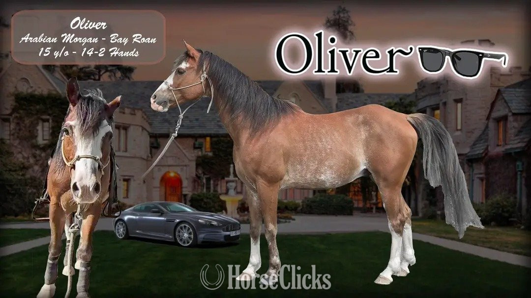 New York "Oliver" Bay Roan Gelding Arabian Cross